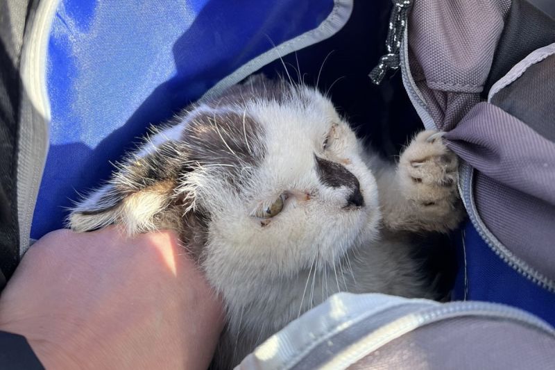 日本一名獸醫師在公園打開包包，流浪貓立刻鑽了進去。   圖／Twitter：6pikuuOTUnIU9W6