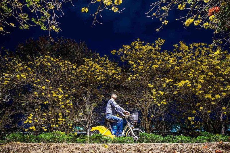 夜間欣賞黃花風鈴木，別有風情。   圖：嘉義市政府/提供