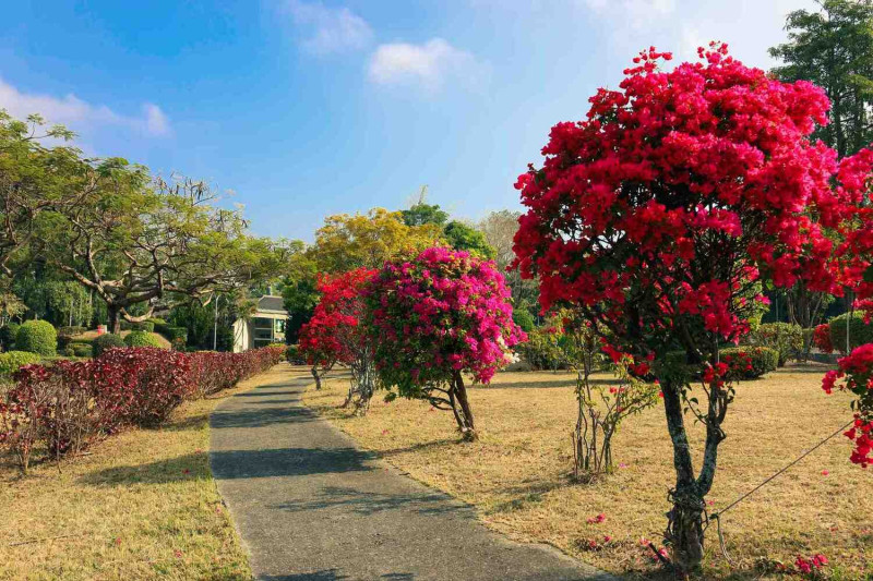 嘉義市二二八公園的九重葛適逢花季，花球熱情迎賓。   圖：嘉義市政府/提供