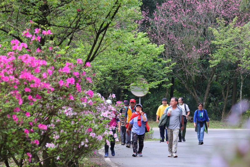 北台灣最美「景觀廊道」雙泰產業道路吸引許多外地遊客前往健走賞花。   圖：新北市景觀處/提供