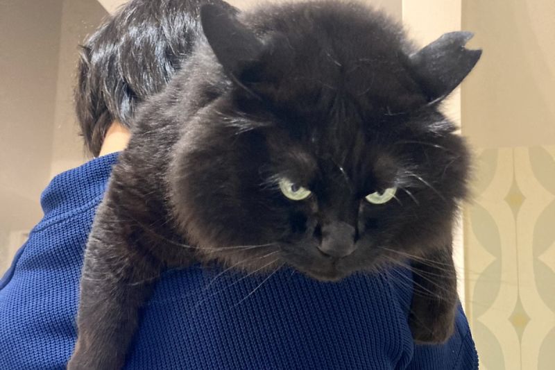 黑貓Mon原本有類似地痞大爺的外表，被潑水後卻立刻變成一隻小乖喵。   圖／Twitter：my_mmmo