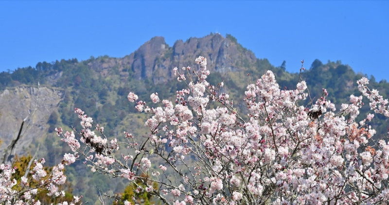 今年的阿里山櫻花季在3月10日開跑。   圖：翻攝自漫步在雲端的阿里山臉書