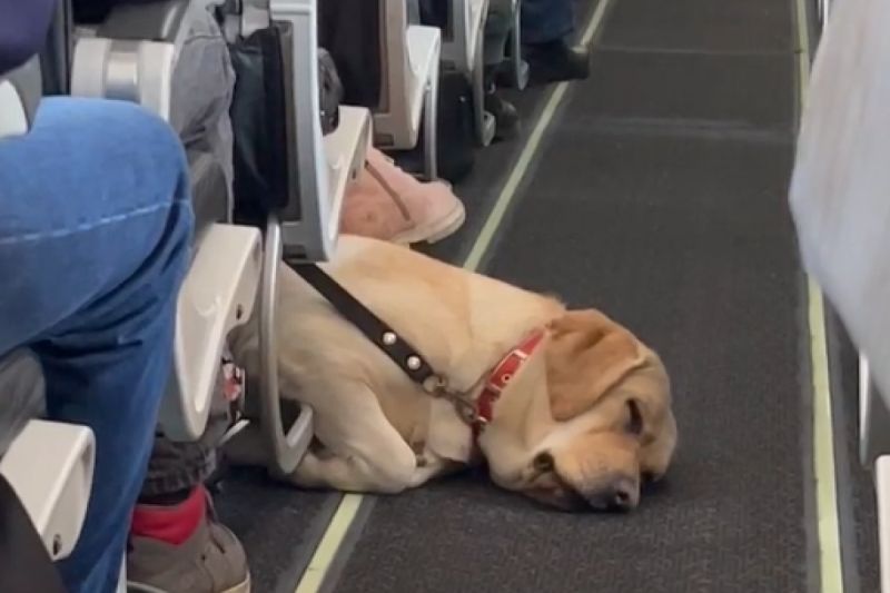 俄羅斯空姐PO出值勤時遇到的狗狗。   圖／Instagram：nastyaolex