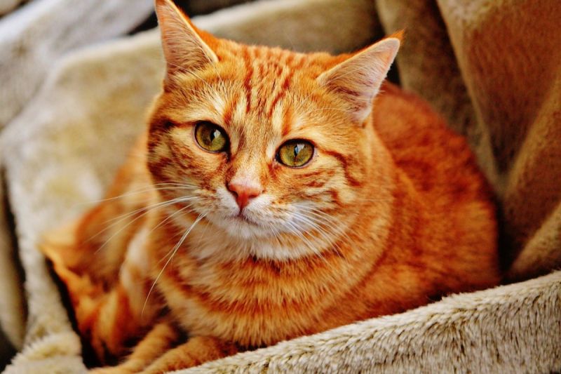 原PO的媽媽熱衷於幫愛貓找寵物溝通。   示意圖，非當事貓／Pixabay