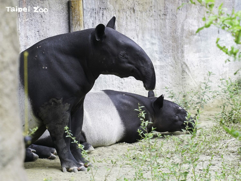 「貘莉」和「貘花豆」會輪流使用戶外活動場。   圖：翻攝自台北市立動物園