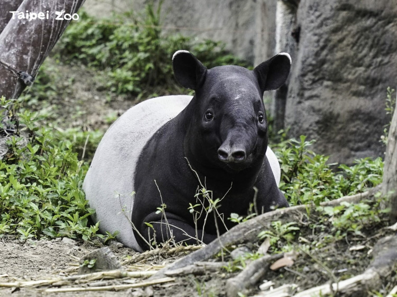 「貘花豆」已長成小淑女。   圖：翻攝自台北市立動物園