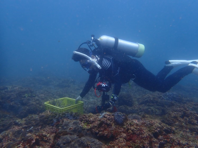 珊瑚移植志工協助移植珊瑚。   圖：新北市漁業處提供