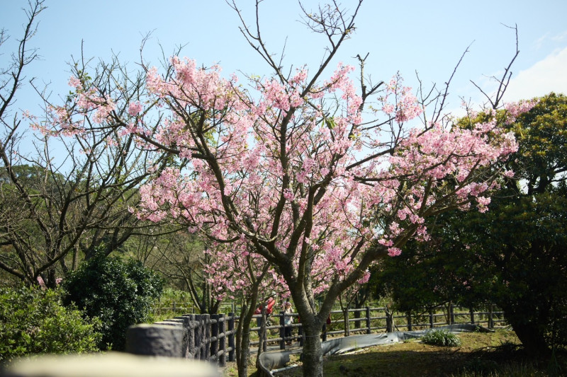 吉野櫻櫻色粉嫩、花團錦簇。   圖：新北市景觀處提供