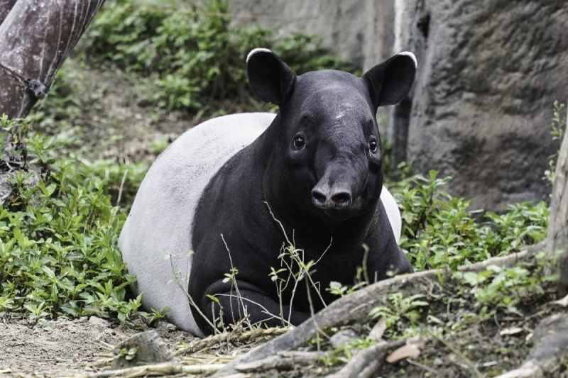 貘花豆已長成婷婷玉立的小淑女。   圖：臺北市立動物園授權提供