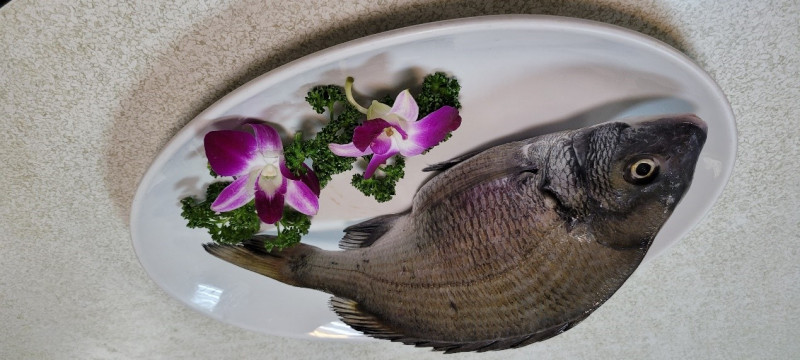 生鮮的黑鯛。   圖：新北市漁業處提供