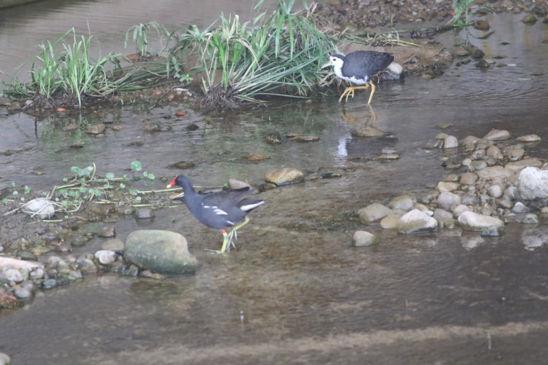 大窠坑溪一期河川環境營造成果，發現白腹秧雞與紅冠水雞棲息。   圖：新北市水利局提供