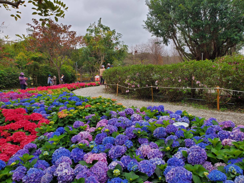 目前大安森林公園的杜鵑花與繡球花等春季花卉盛開。   圖：翻攝自台北市政府觀光傳播局官網