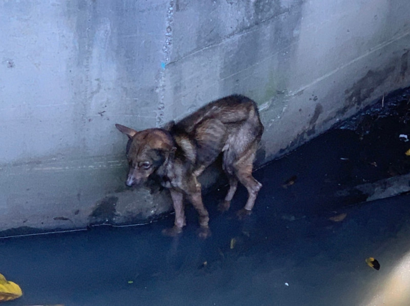 瘦可見骨的棕毛浪犬受困大排水圳的陡峭壁面下，非常可憐。   圖：新北市動保處提供