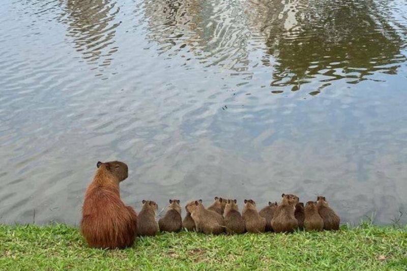 水豚媽帶著12隻小水豚排排坐在湖邊。   圖／Twitter：CAPY_SOMETIMES