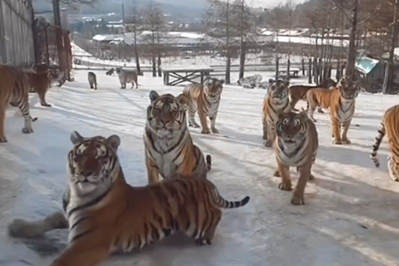 老虎的肉墊在冰上顯得磨擦力不足，在上頭滑來滑去。   圖／Instagram：tigerkingpark