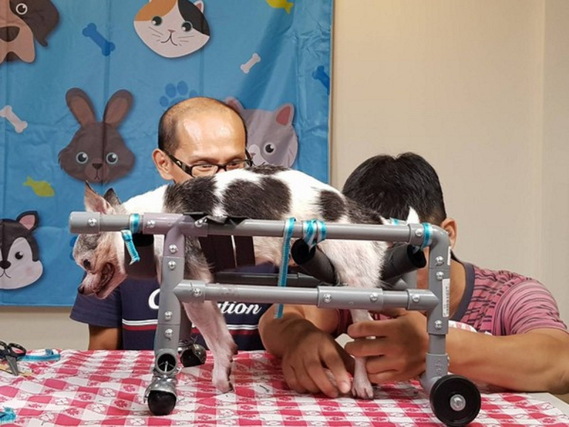 動保處開設「動物輪椅DIY」課程。   圖：新北市動保處提供