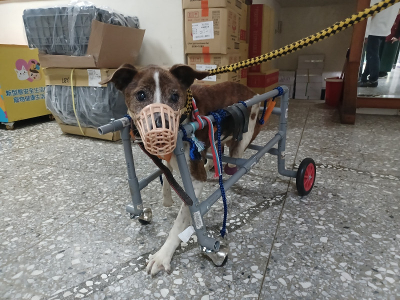 為動物之家收容的「瑞瑞」製作水管輪椅。   圖：新北市動保處提供