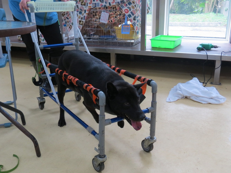 殘疾狗狗有輪椅的輔助下再度站起活動。   圖：新北市動保處提供