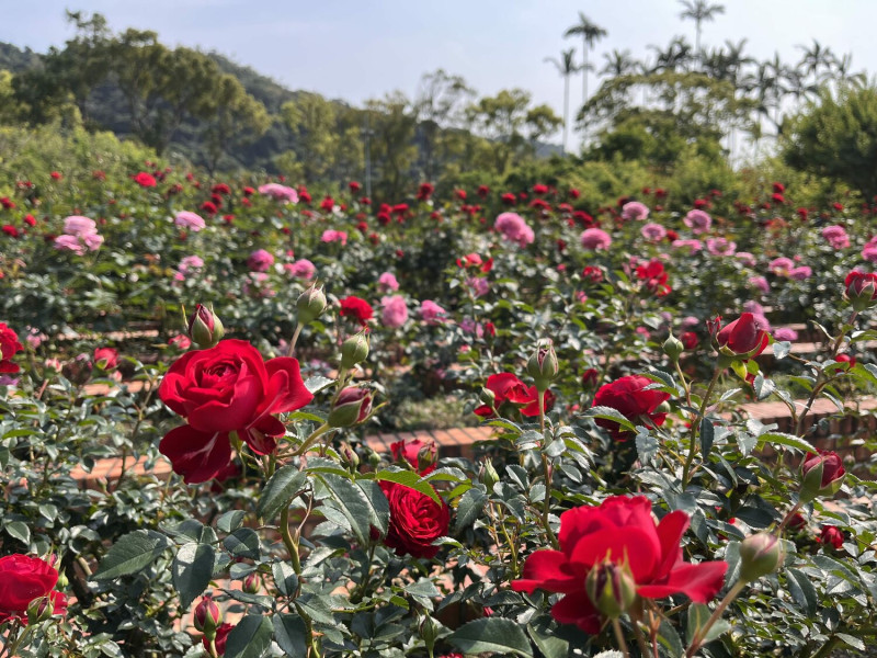 士林官邸玫瑰季有百種玫瑰綻放。   圖：翻攝自台北市政府工務局公園路燈工程管理處官網