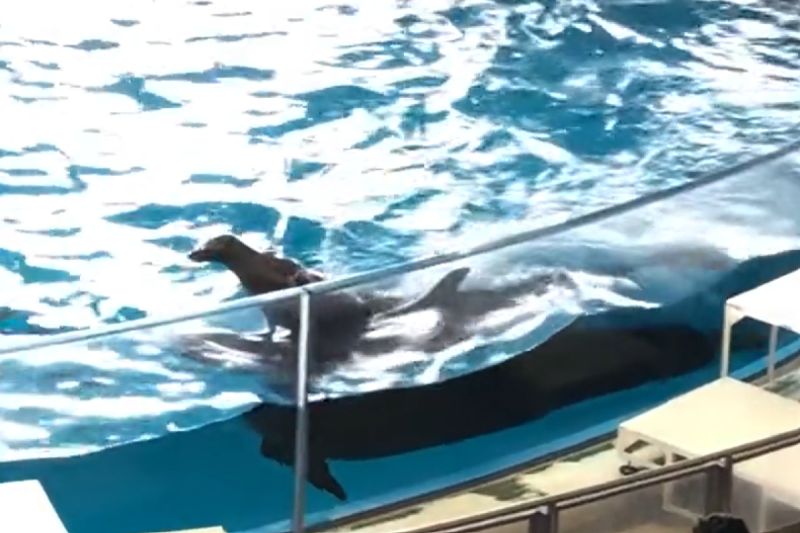 日本海生館表演海獅騎海豚，特別的表演讓民眾不敢置信。   圖／Twitter：qm_j13