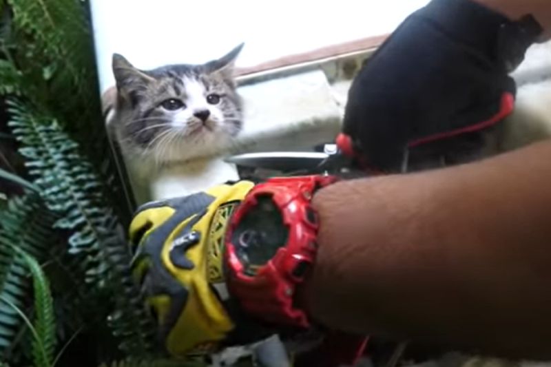 日本長崎有隻貓被卡在洗衣機下方的管道中。   圖／Youtube： プロ アニマルレスキュー隊
