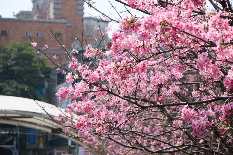 土城希望之河的粉白色昭和櫻、吉野櫻綻放。   圖：新北市景觀處提供