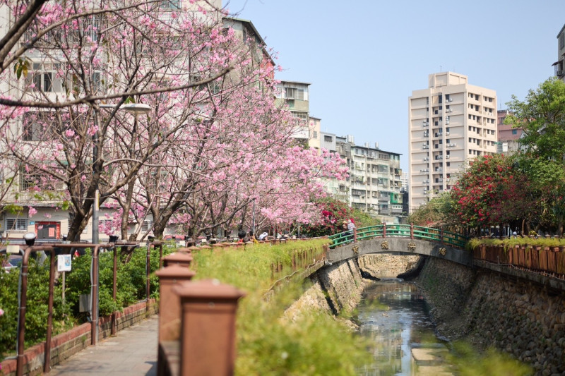 希望之河沿岸有60多株櫻花。   圖：新北市景觀處提供
