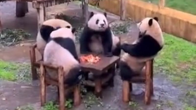 四隻熊貓圍一桌吃蘋果的歡樂畫面，引起網友高度關注，笑稱是「正港四川麻將」   圖／翻攝畫面