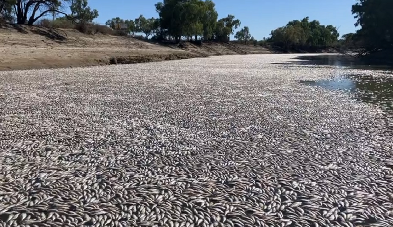 澳洲梅寧迪鎮（Menindee）的達令-巴卡河（Darling-Baaka River），17日出現數百萬條死魚。   圖:翻攝自@Kate_McBride_1推特