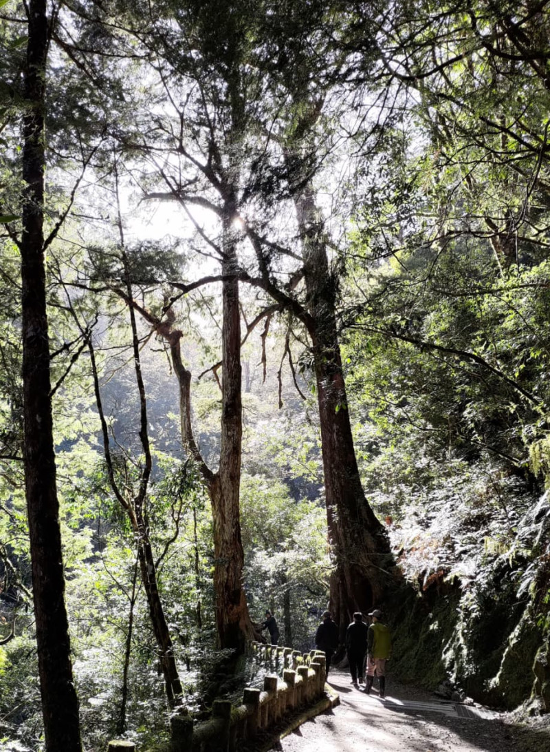 過去拉拉山巨木區是民眾假日放鬆的好所在，而近日終於推動成功，成為全台第19個國家森林遊樂區，將於4月18日正式開園。   圖：新竹林區管理處／提供
