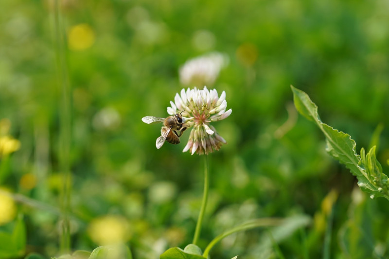 蜜蜂也被白花三葉草可愛的小花朵深深吸引。   圖：新北市高灘處提供
