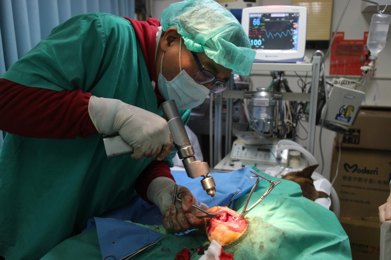 獸醫師為小秋骨折部位清除結締組織，並進行接骨。   圖：新北市動保處提供
