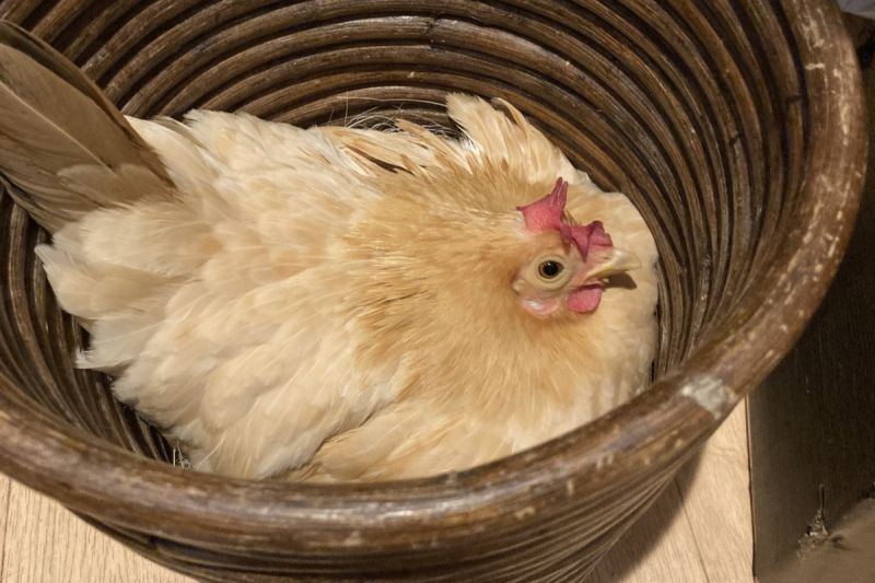 推主發現日本某咖啡廳中的垃圾桶裡窩著一隻母雞。   圖／Twitter：_hi34_