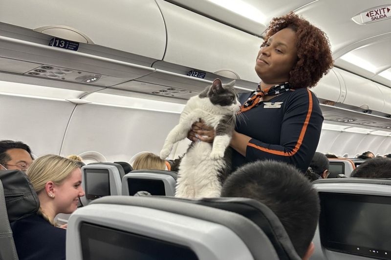 一位專欄作家在搭乘往紐約的班機時，有名空姐突然搬出一隻巨型貓貓。   圖／Twitter：prof_goddess