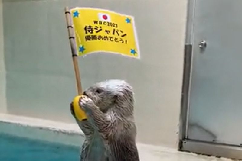 日本在2023年經典賽奪冠，鳥羽水族館請水獺來祝賀。   圖／Twitter：TOBA_AQUARIUM