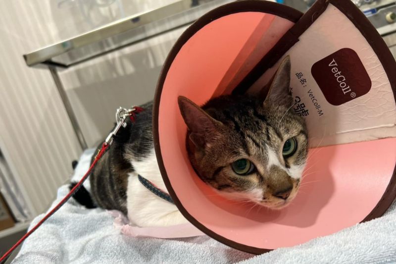 勇敢的貓咪「花花」在本月14日第一次進行捐血。   圖／網友Findy Liao授權提供
