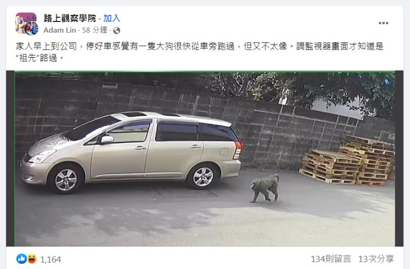 臉書「路上觀察學院」23日有網友Adam Lin上傳1張照片，稱家人早上到公司，停好車感覺有一隻大狗很快從車旁跑過，調監視器畫面才知道是狒狒路過。   圖：翻攝自路上觀察學院臉書