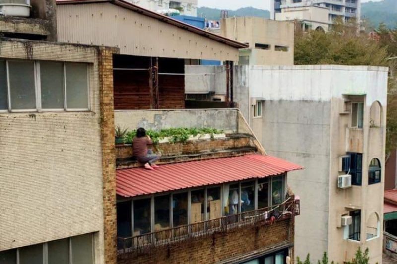 天母一位阿嬤蹲在房屋圍牆外的遮雨棚上種菜。   圖／臉書社團《路上觀察學院》