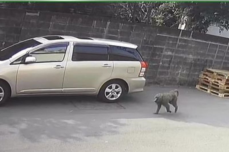 民眾近日目擊一隻東非狒狒逃脫至桃園平鎮區振興里。   圖:臉書社團《路上觀察學院》