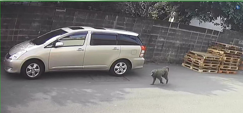 桃園市區驚傳有東非狒狒逛大街遭民眾目擊。   圖：翻攝自路上觀察學院臉書