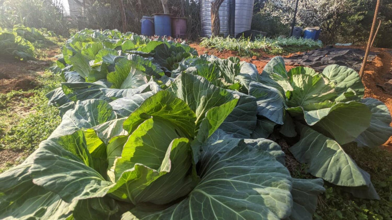 城市農夫風氣正盛，自種蔬果自給自足，還能為家人的食安把關。   圖：新北市地政局提供