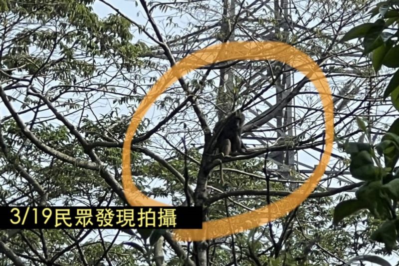 有自稱六福村員工投訴，指有園區外圍的樹木垂落到動物園內，狒狒有很大機會可以攀爬出去。（示意圖）   圖：台灣動物保護行政監督聯盟臉書