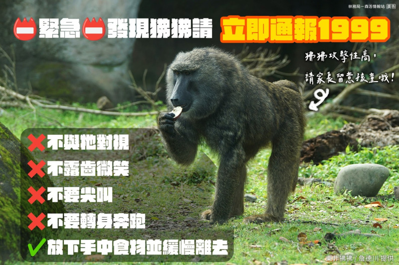 林務局呼籲民眾，若遇到狒狒，不要與牠眼神對視、勿露齒微笑、不要尖叫，也不要轉過身奔跑。   圖：翻攝自農委會林務局臉書