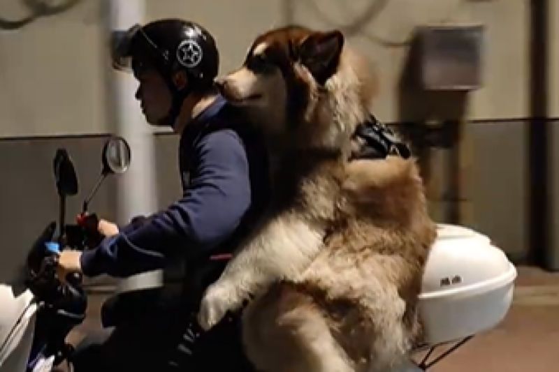 阿拉斯加雪橇犬「多多」坐在電動車後座兜風。   圖／微博：五行屬二