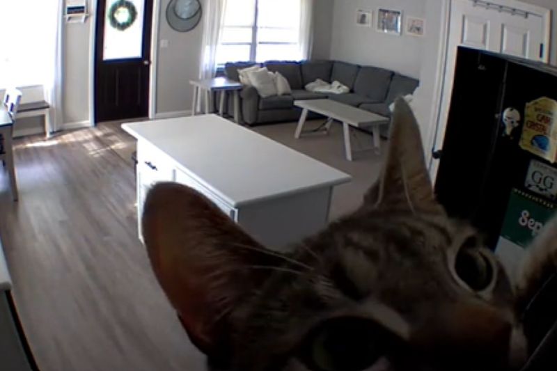 貓咪Coco發現飼主利用監視器遠端訓話，決定親自出馬解決。   圖／TiKTok：emch86