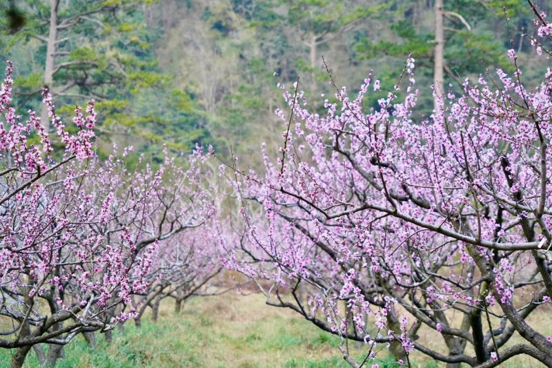 武陵農場粉紅桃花盛開中，農場預估3月下旬到4月上旬為最佳賞花期。   圖／翻攝自武陵農場臉書