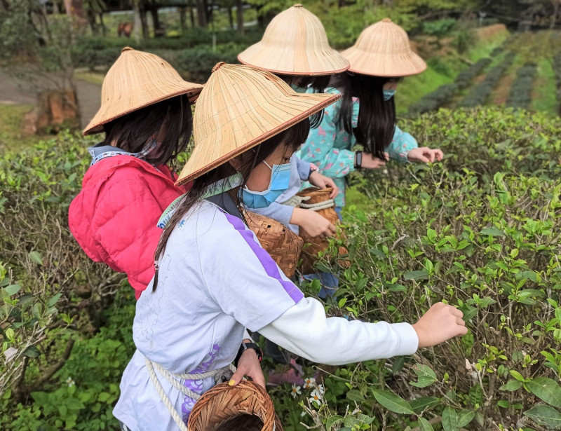 文山農場採茶體驗。   圖：新北市環保局提供