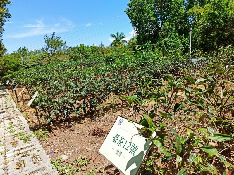 文山農場茶樹品種保存介紹園區。   圖：新北市環保局提供