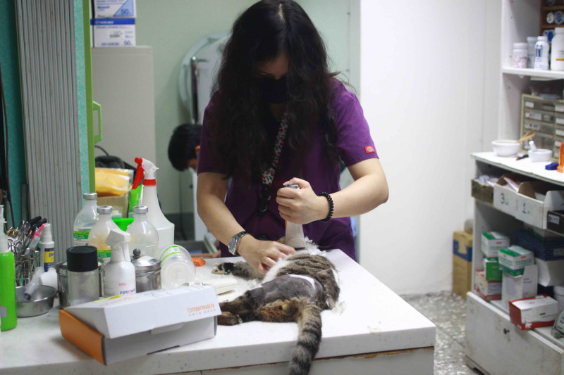 小虎斑貓在毛寶貝醫療中心進行外科手術前剃毛。   圖：新北市動保處提供