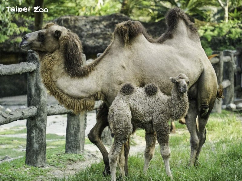 雙峰駱駝的育幼期大約會持續兩年左右。   圖：翻攝自台北市立動物園官網